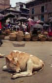 Sleeping cow